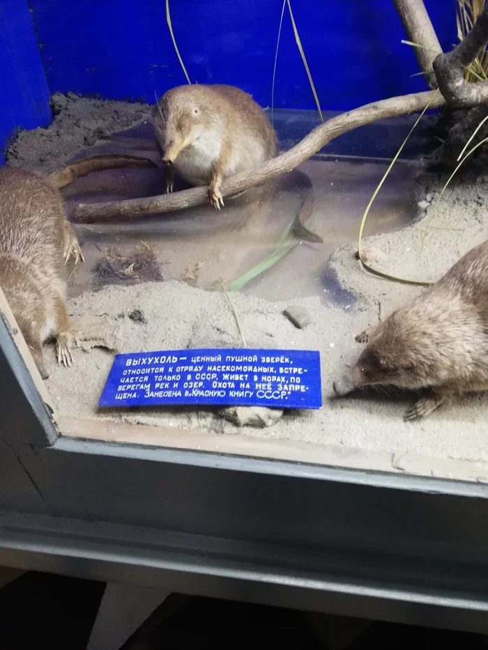 MUSEUM - My, Museum, the USSR, Russia, Muskrat