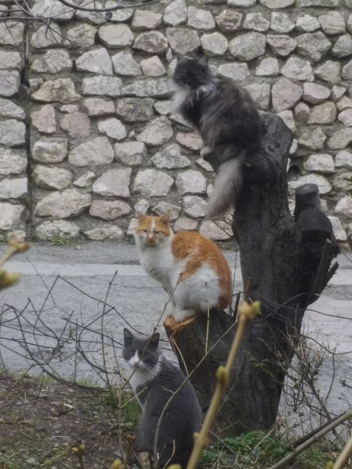 The buds are blooming - My, cat, Spring, Tree