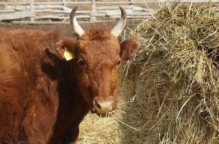 Police stole a herd of cows, beat 2 people, took their car and money - news, Russia, Negative, Police, Herd
