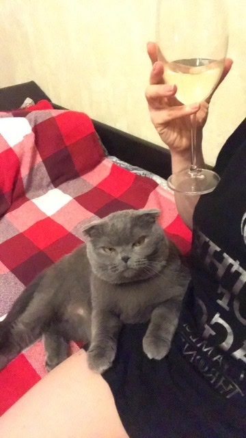 The cat doesn't approve! - My, cat, Wine