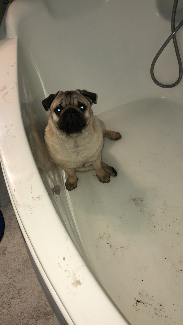 ����. ����������� ��������