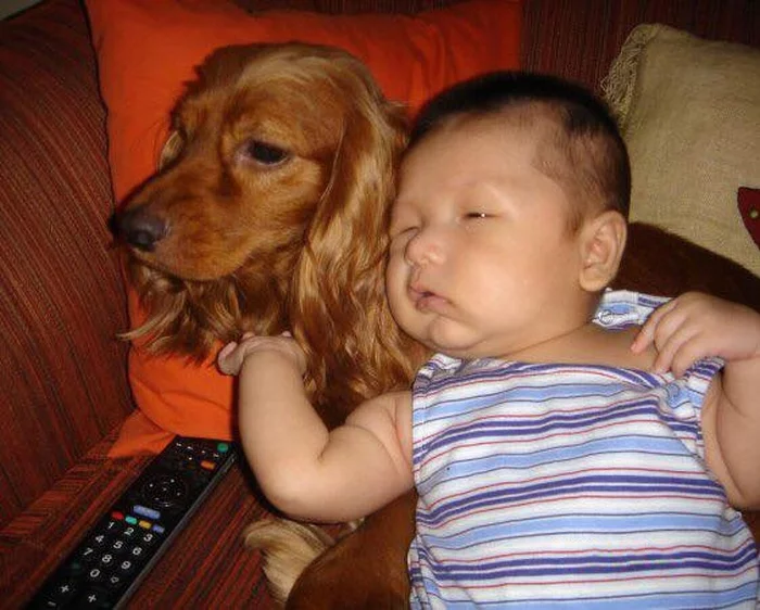 - Wake me up when the cartoons start! - Dog, Children, Milota, Drowsiness, friendship