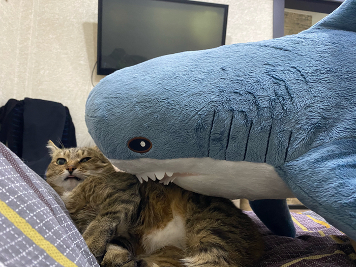 Акула  и кот. Знакомство