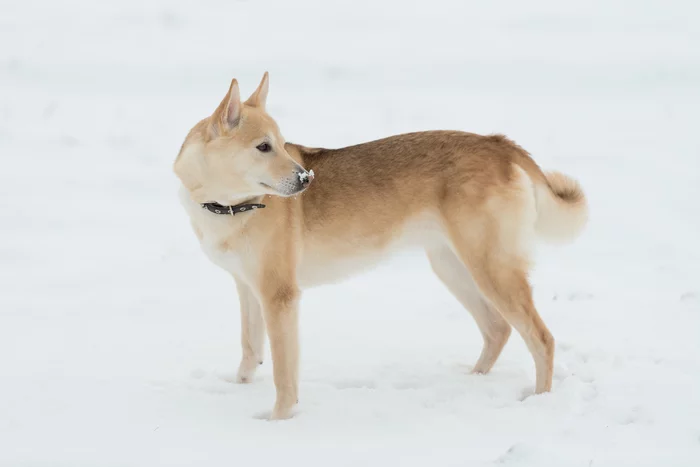 On the last day of winter - My, The photo, Winter, Snow, Dog, Landscape, Republic of Belarus, Mogilev