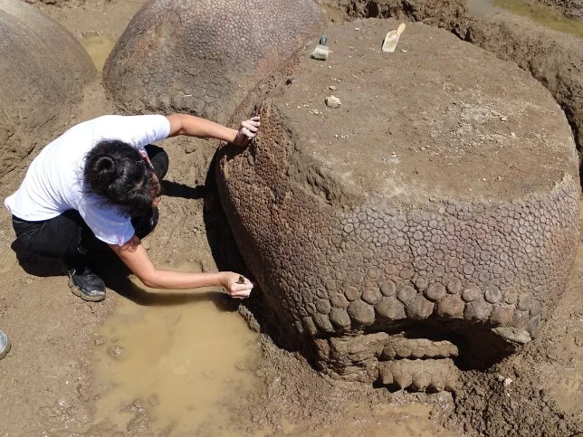 Argentine glyptodonts - Fossils, Argentina, Paleontology, South America, Longpost