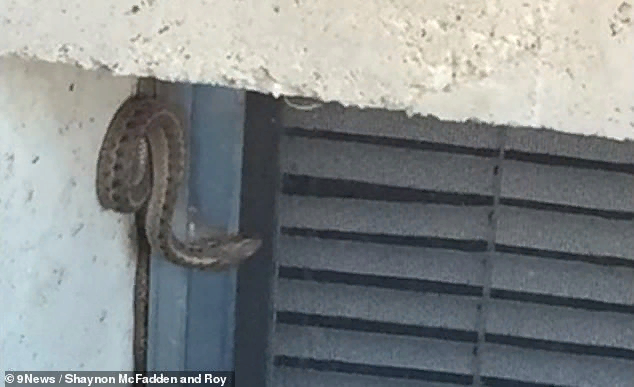 A family in the USA bought a house in which 150 snakes were hiding - news, Snake, House, Lair, Video, Longpost