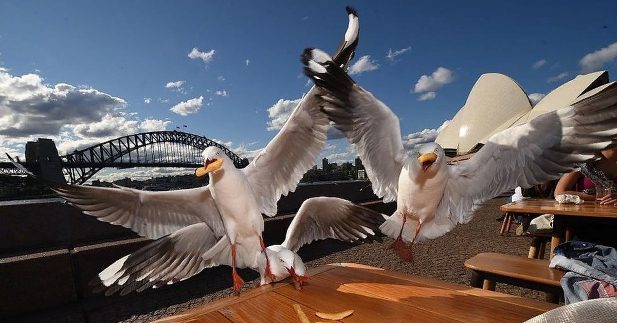 Seagulling A Girl