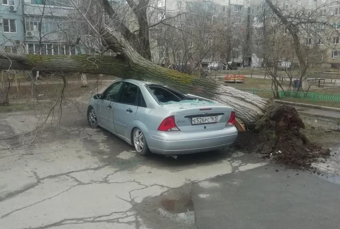 A little windy - Car, Tree, Wind