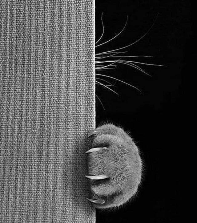 50 shades of grey - cat, Catomafia