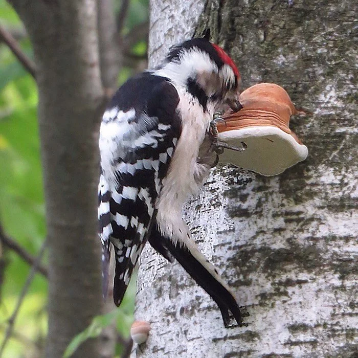 White-backed Woodpecker - My, Ornithology, Birds, Woodpeckers, Hobby, Photo hunting, Schelkovo, Red Book, Moscow region, Video, Longpost