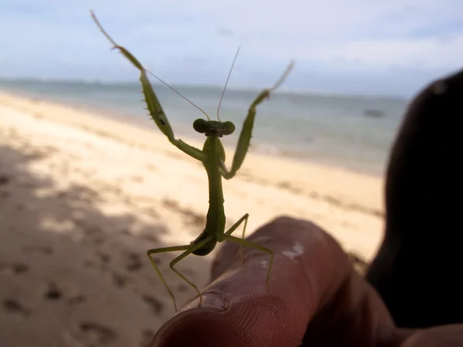 Prived, male praying mantis, let's hug - My, The photo, Insects, Mantis