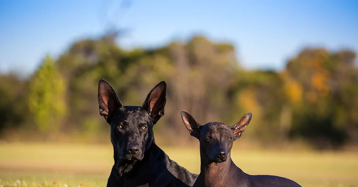 Xoloitzcuintle. Ксолоитцкуинтли порода. Мексиканская ксоло пуховая. Мексиканская ксолоитцкуинтли. Мексиканская пуховка к Соло.