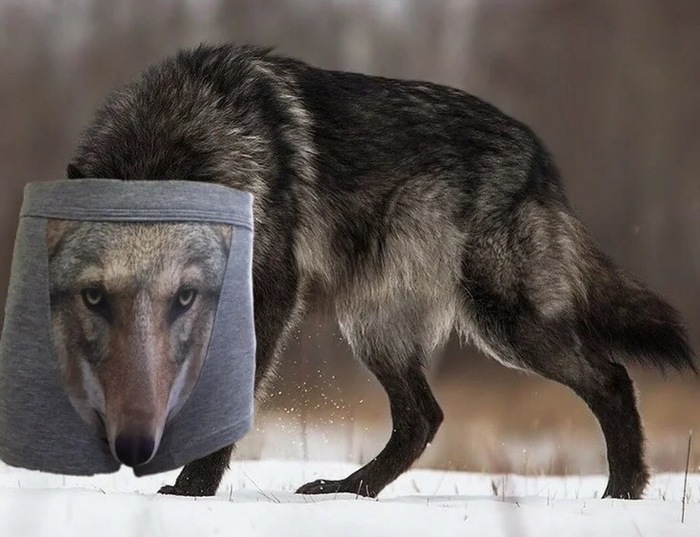 Волк не волк