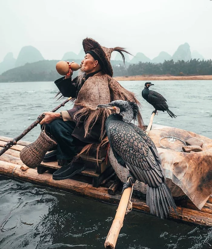 Traditional Chinese fishing with cormorants - China, Fishing, Cormorants, Birds, Video, Longpost