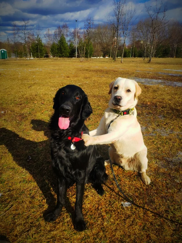 Hush bro, it looks like we're being photographed - My, Dog, Labrador, Straight-haired Retriever, The photo, Hugs, Milota