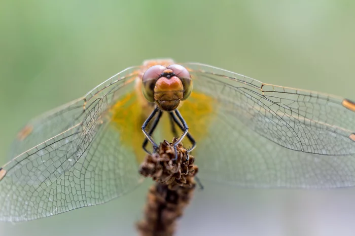 Dragonfly. Macro photo - My, Macro photography, Macro rings, Dragonfly, The photo, Soviet optics, Longpost