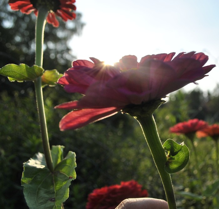 Немного лета