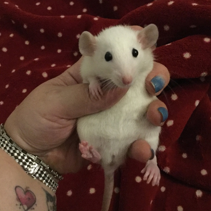 Поймали лапочку