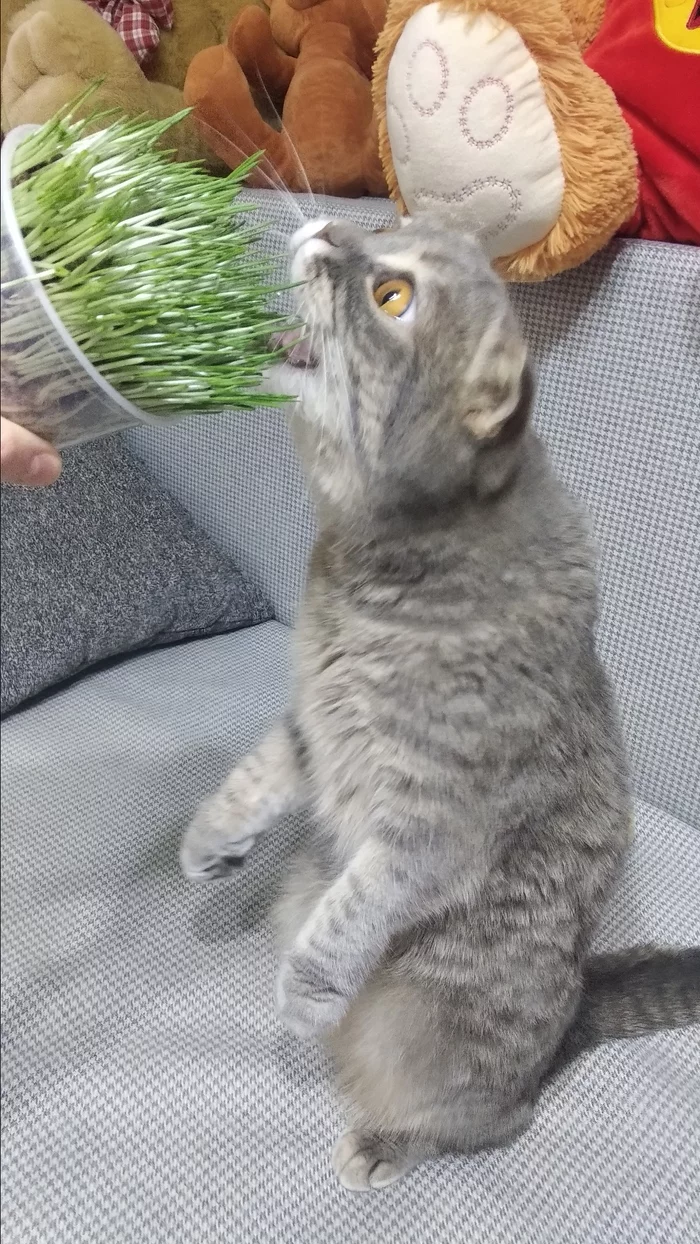 Spring came! - My, Spring, Scottish lop-eared, cat