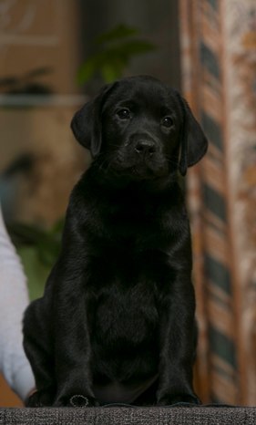 ЛАБРОМАНИЯ