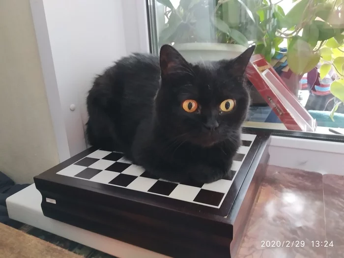 Black queen - cat, Chess