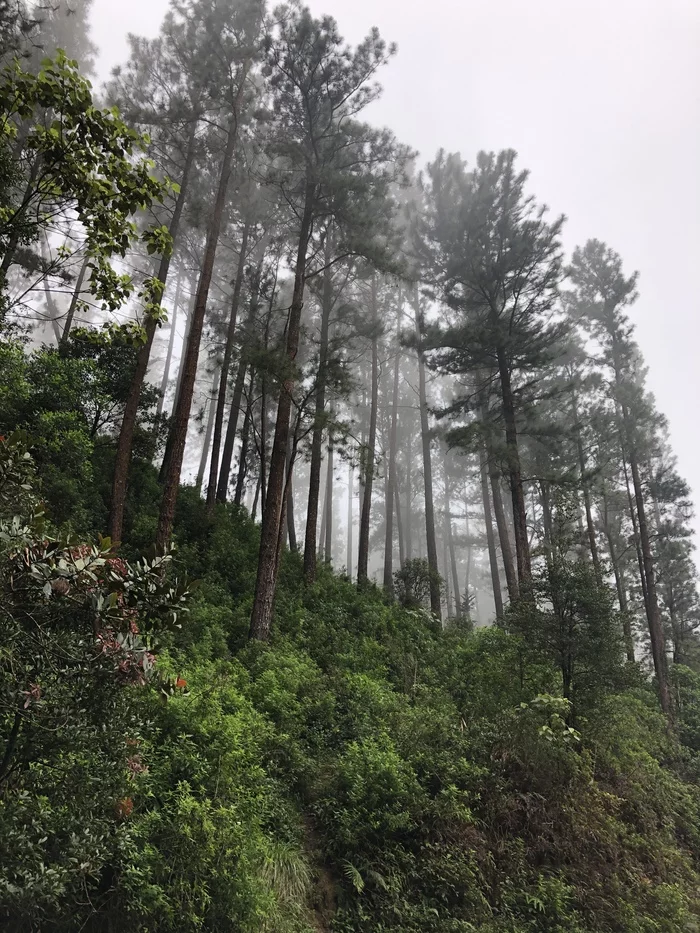 Road through the clouds - My, Forest, Clouds, The mountains, Photo on sneaker, Sri Lanka, Longpost