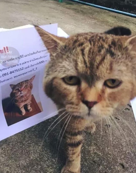 The cat returned from a 21-hour walk and found the owner posting notices about his disappearance - cat, The missing, Found things, Longpost