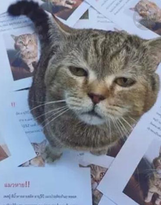 The cat returned from a 21-hour walk and found the owner posting notices about his disappearance - cat, The missing, Found things, Longpost