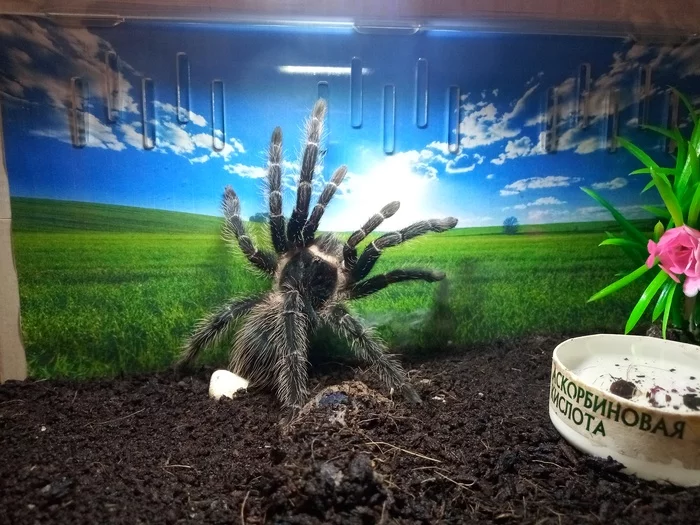 Made the background on a printer - My, Spider, Bird spiders, Lasiodora parahibana