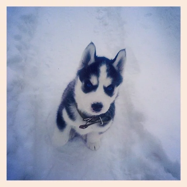 Do you want a Husky? Think first - My, Husky, Pets, Dog, Pet, Training, Longpost, Animals, Russia