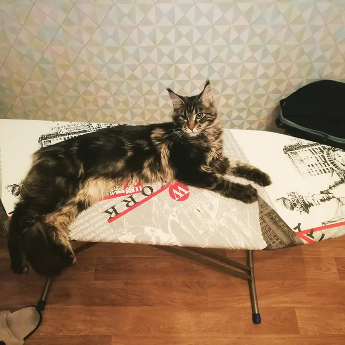 Maine Coon on the ironing board - My, Maine Coon, cat, Pets, Animals, Iron