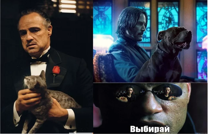 One day, someday, you will be faced with a choice! - My, Humor, Godfather, John Wick, Dog, cat