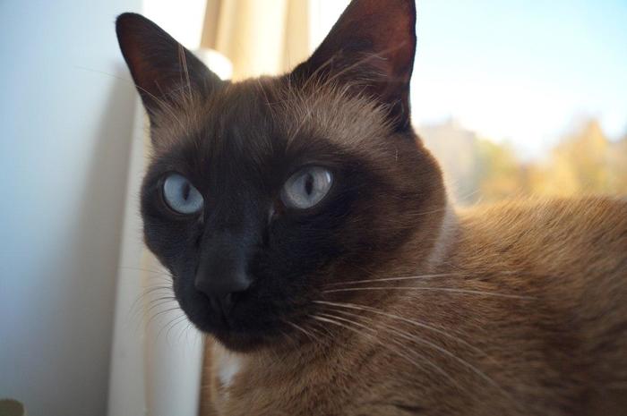 Larimar eyes - My, cat, Pets