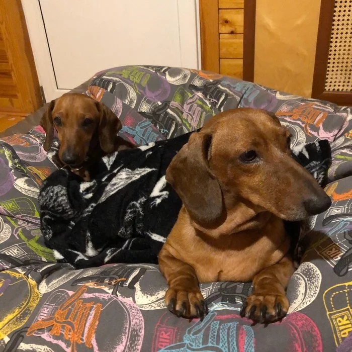 Sister Dachshunds are looking for a home! - My, Dachshund, Dog, Video, Longpost, In good hands, Tatarstan, No rating