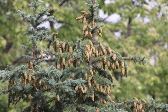 Pine cones on the Christmas tree - My, Moscow, Luzhniki, Cones