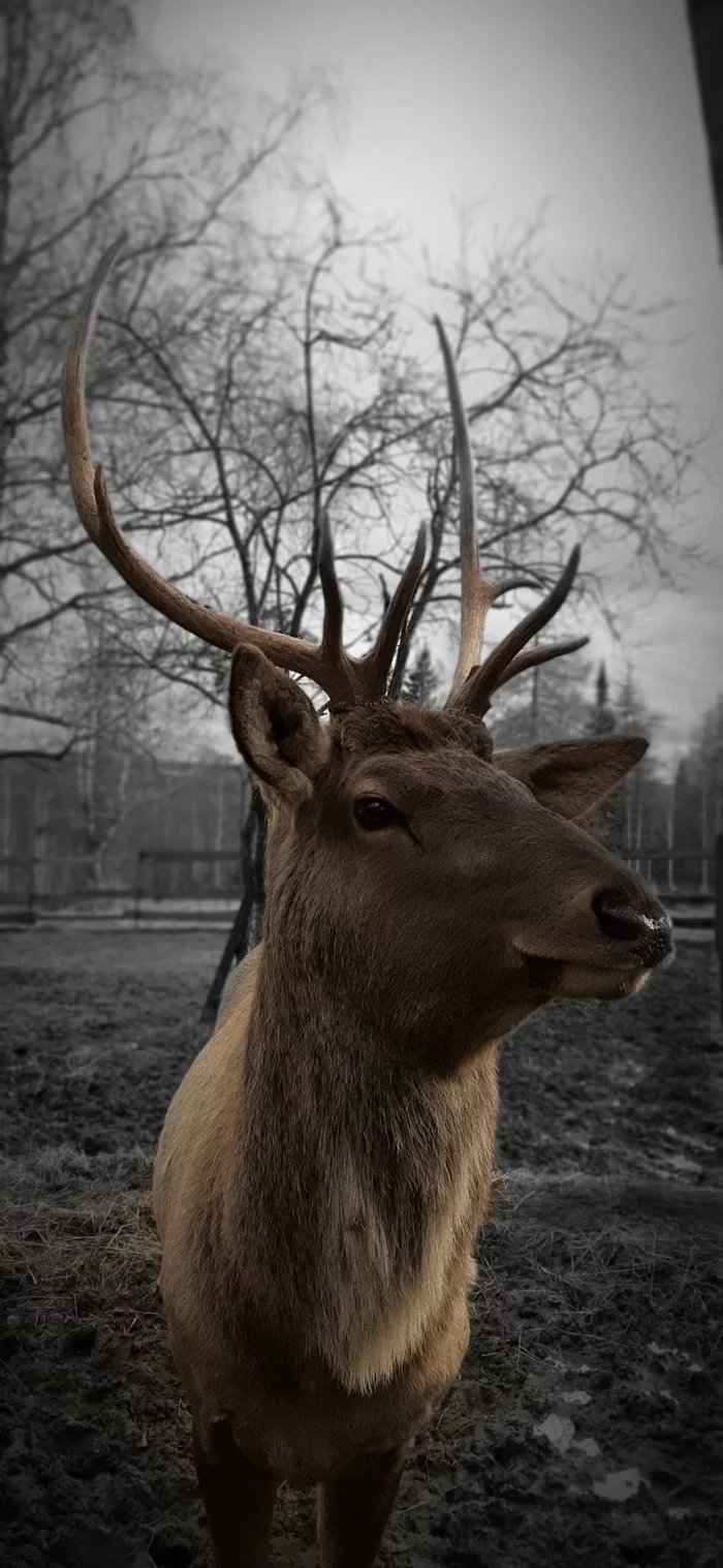 Just a deer - Warm horns - My, Deer, Chelyabinsk, Milota, Longpost