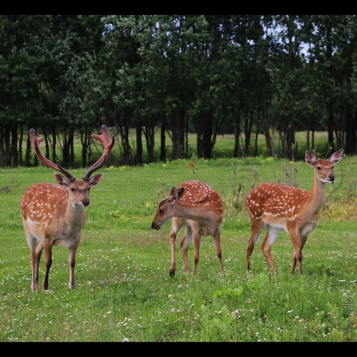 Sika deer family - My, Deer, The photo, Spotted deer, Nature