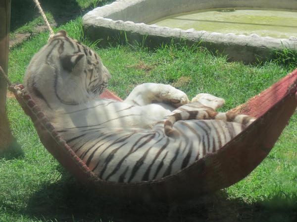 Big kitten - Tiger, Milota, Big cats, Cat family, Animals