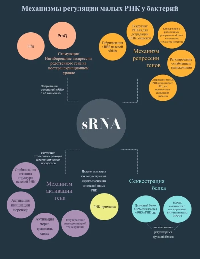 Mechanisms of regulation of small RNAs in bacteria - My, The science, RNA, Bacteria, Gene regulation