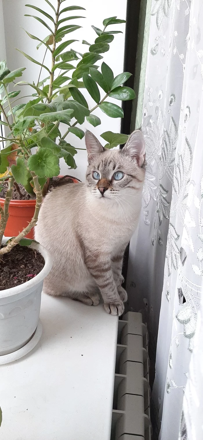 Artemis - My, cat, Window, Dream, Pets, Milota, Longpost