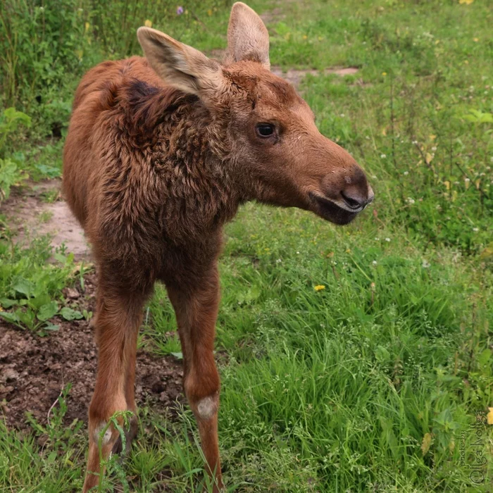 Elk - My, Elk, Calf, The photo, Nature