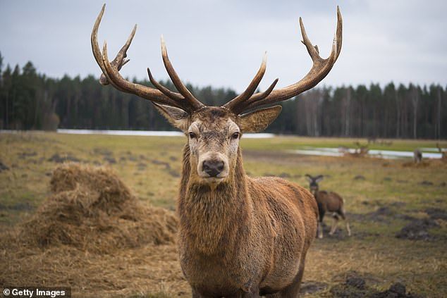 Karma: a deer tore a hunter's face - Karma, Hunting, Longpost