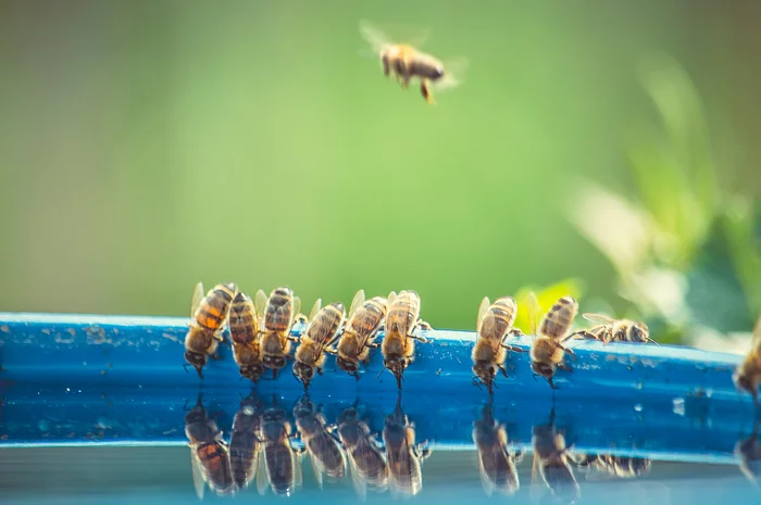 Bees - My, The photo, Beginning photographer, Bees, Nikon