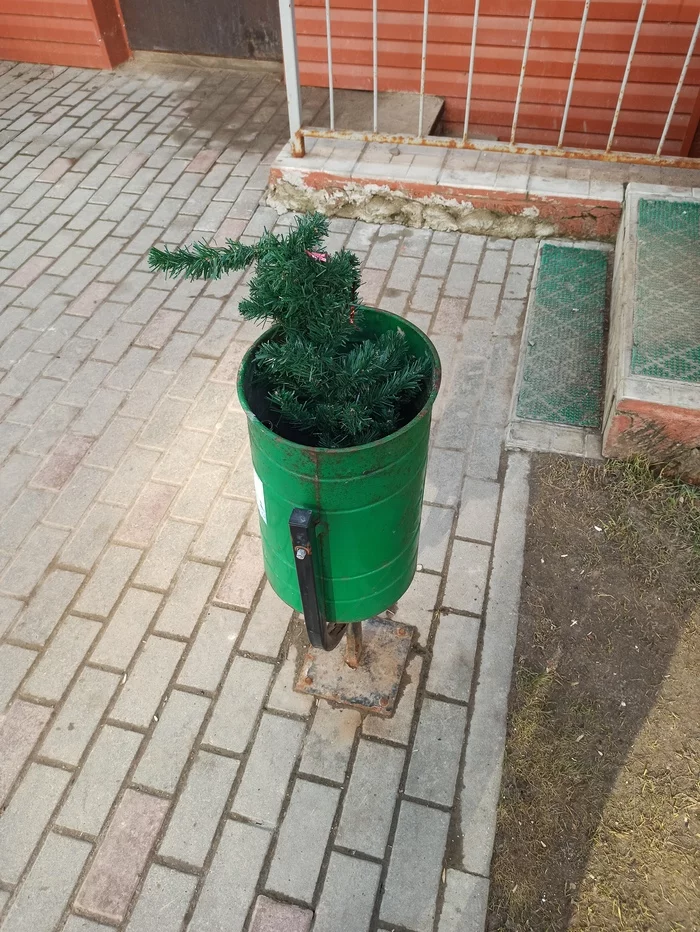 Another gave up - My, Christmas tree, Spring, Gave up