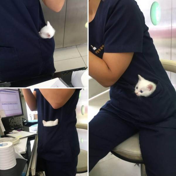 Карманный кот