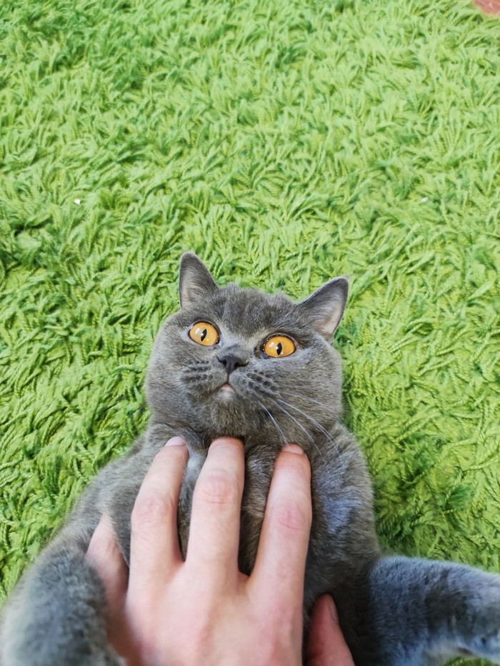 Чеши меня полностью