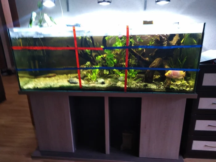 How I studied the golden ratio - My, Aquarium, Cichlids, Longpost