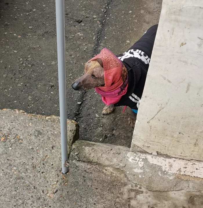 When your grandmother's dog meets you near your house - My, Dog, Grandmother, in a scarf