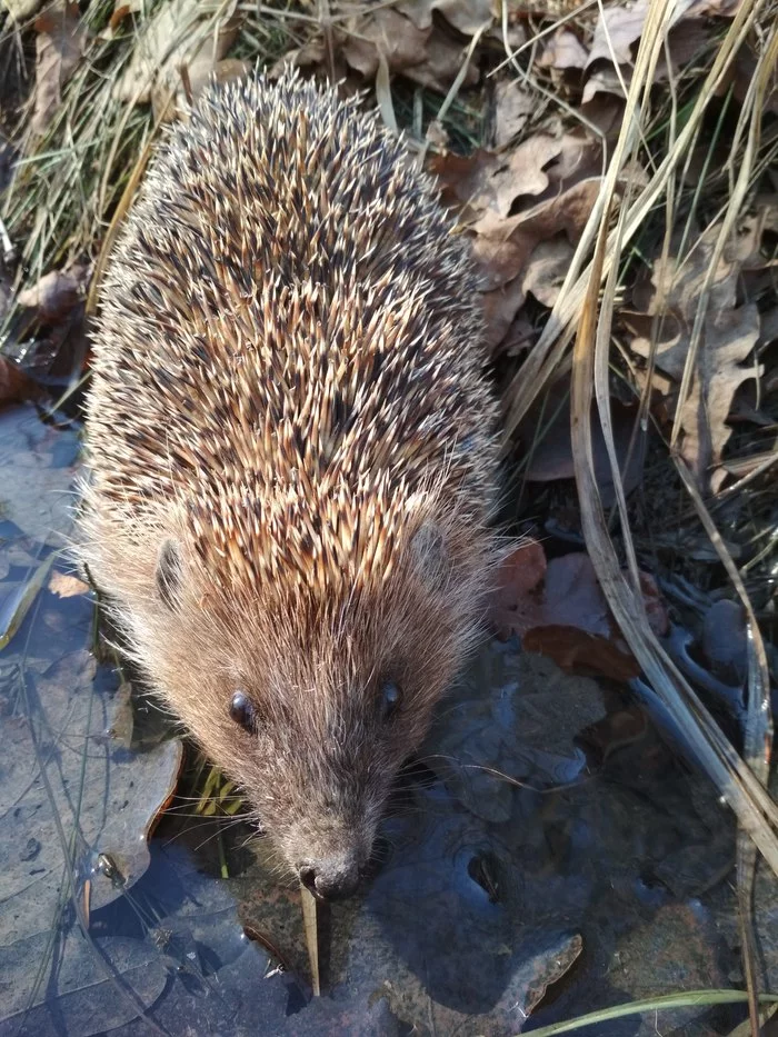 The hedgehogs woke up - My, Hedgehog, Milota