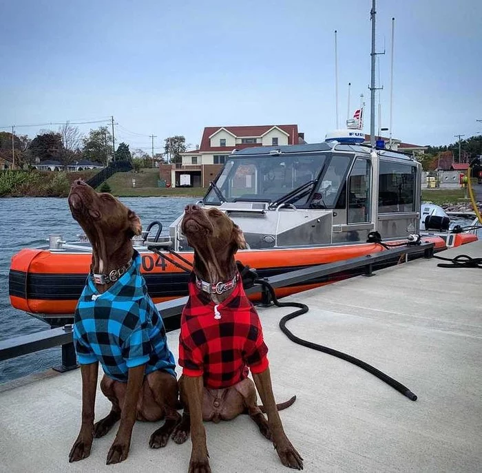 Sailor dogs - Dog, Sailor, Boat, Sea, Friends, Pets, Pier, Embankment